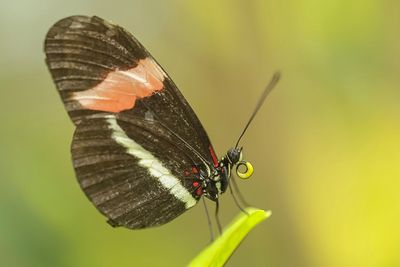 Butterfly on leaf