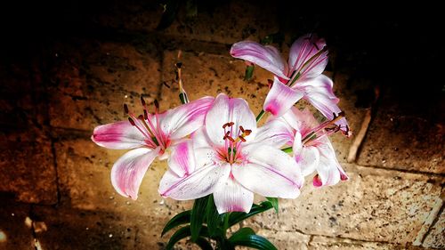 Close-up of pink flowers blooming outdoors