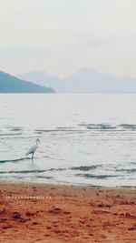 Seagulls on beach