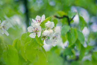 Beautiful close-up of wild pear tree flowers in spring.