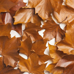 Full frame shot of autumn leaves