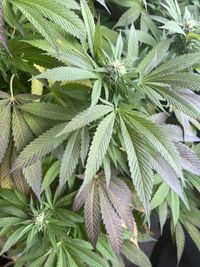 plant