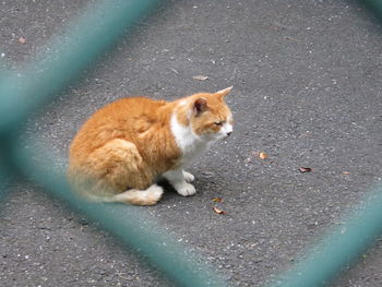 Side view of a cat on the ground