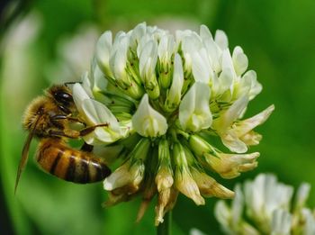 Close-up of bee on flower