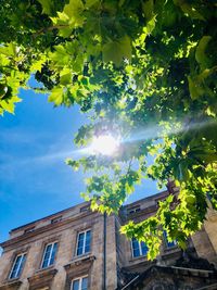 Low angle view of tree by building against sky