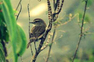 Close-up of bird perching on tree