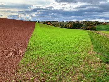 Scenic view of agricultural field against sky