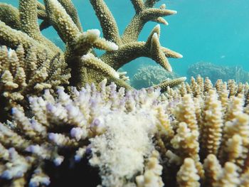 Close-up of coral in sea