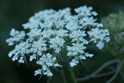 Close-up of flowers in snow