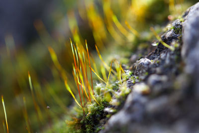 Close-up of moss on rock