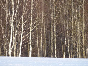 Bare trees in forest during winter