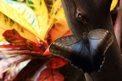 Close-up of butterfly hanging outdoors