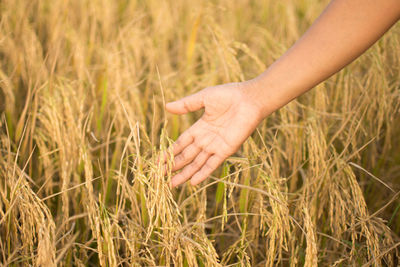 Cropped hand of woman touching wheat plants