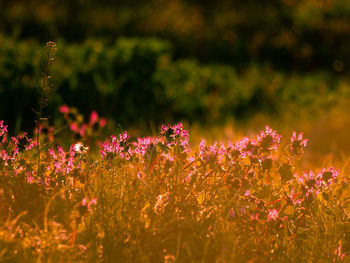 Close-up of pink flowering plants on field