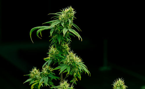 plant