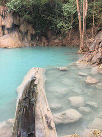 Scenic view of lake in forest