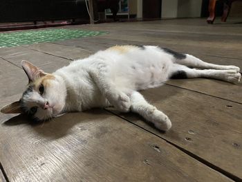 White cat lying on floor