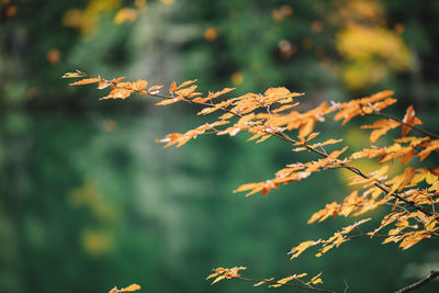 Close-up of autumnal leaves against blurred background