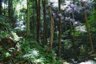 Low angle view of trees in forest