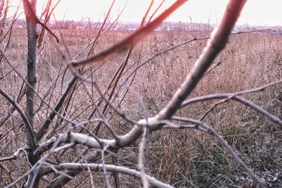 Close-up of bare tree on field