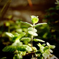 Close-up of plant