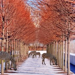 Footpath on walkway