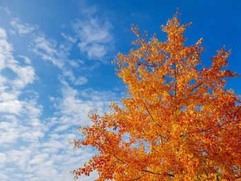 Low angle view of flowering plant against blue sky
