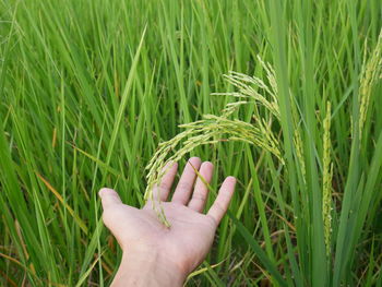 Cropped hand of farmer touching cereal plant at farm