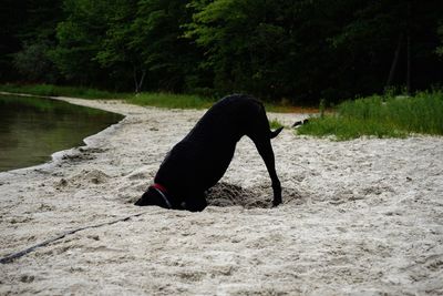 Close-up of black dog digging sand on shore