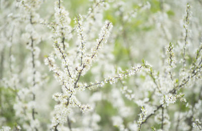 Close-up of white cherry blossom tree