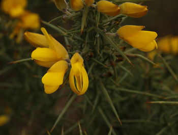 Close-up of yellow flowers