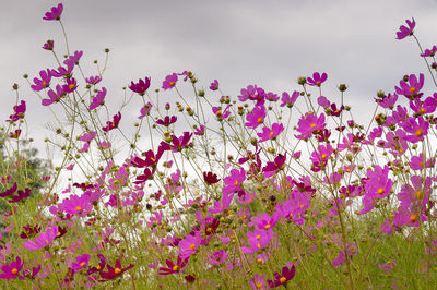 Low angle view of pink flowering plants on field