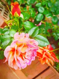 Close-up of pink flowering plant