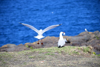 Seagulls flying over sea