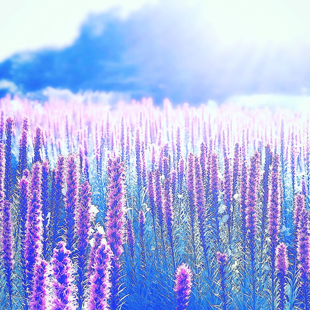 CLOSE-UP OF PURPLE FLOWERING PLANT ON FIELD AGAINST SKY