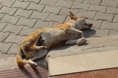 High angle view of dog relaxing outdoors