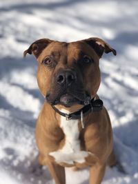 Portrait of dog in snow