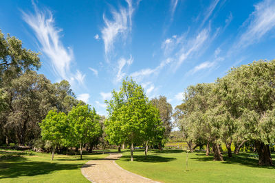 Panoramic shot of trees on landscape against sky