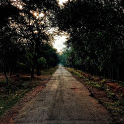 Empty road amidst trees in forest