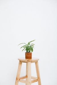 Potted plant against white wall