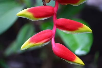 Close-up of red flowers