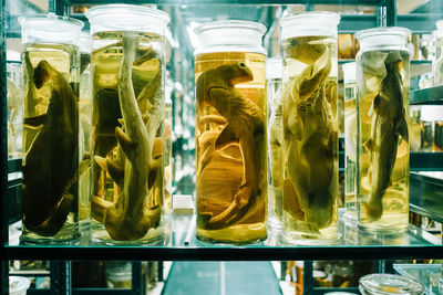 Sea specimen in jars on shelf at laboratory