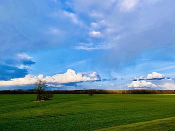 Scenic view of agricultural field against sky