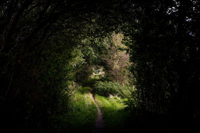 View of trees in forest