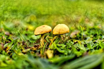 Close-up of mushroom growing on field