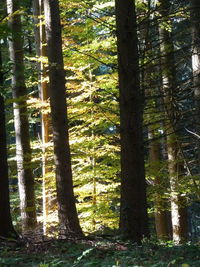 Trees in forest