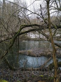 Bare tree by lake in forest