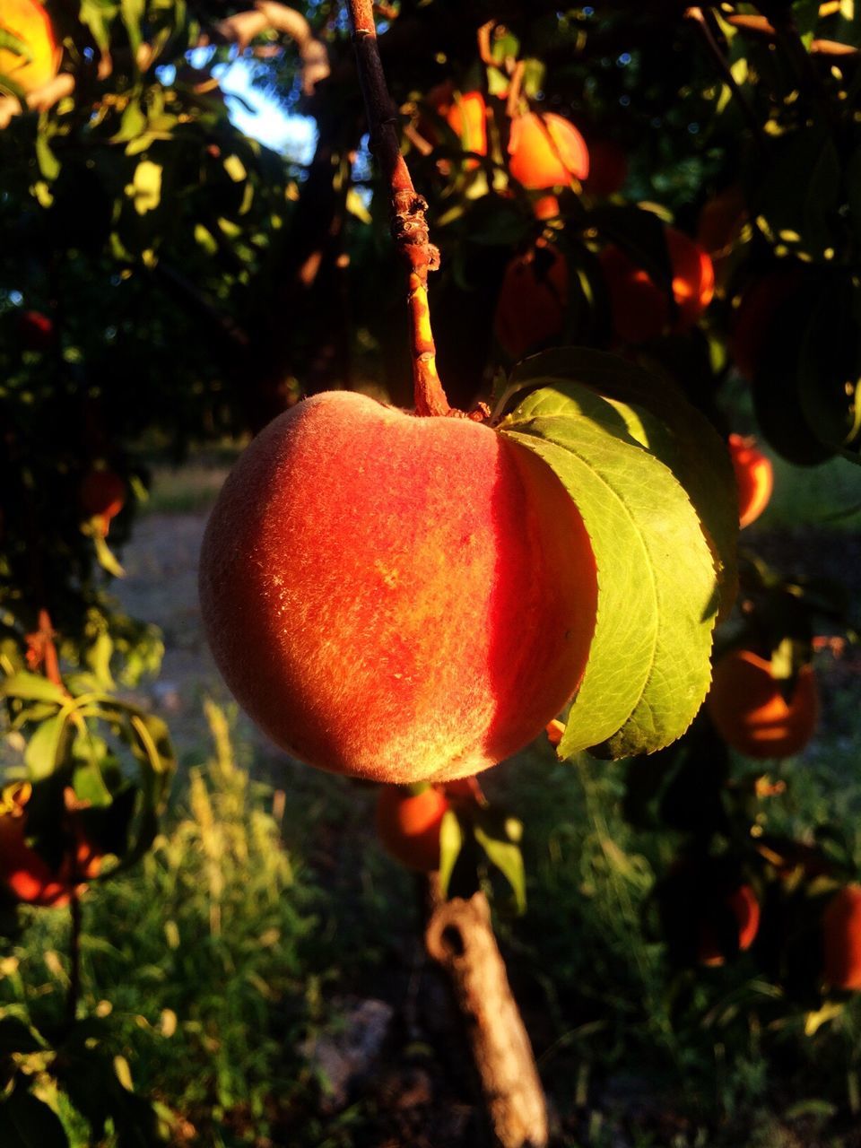 fruit, food and drink, close-up, freshness, hanging, growth, food, tree, focus on foreground, red, day, nature, vibrant color, agriculture, outdoors, green color, beauty in nature, growing, no people