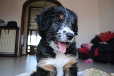 Close-up portrait of a dog at home