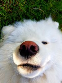 Close-up of dog